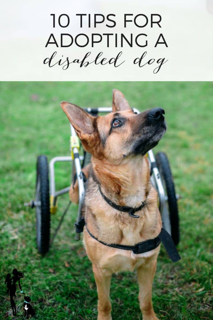 10 strategies for adopting a disabled canine