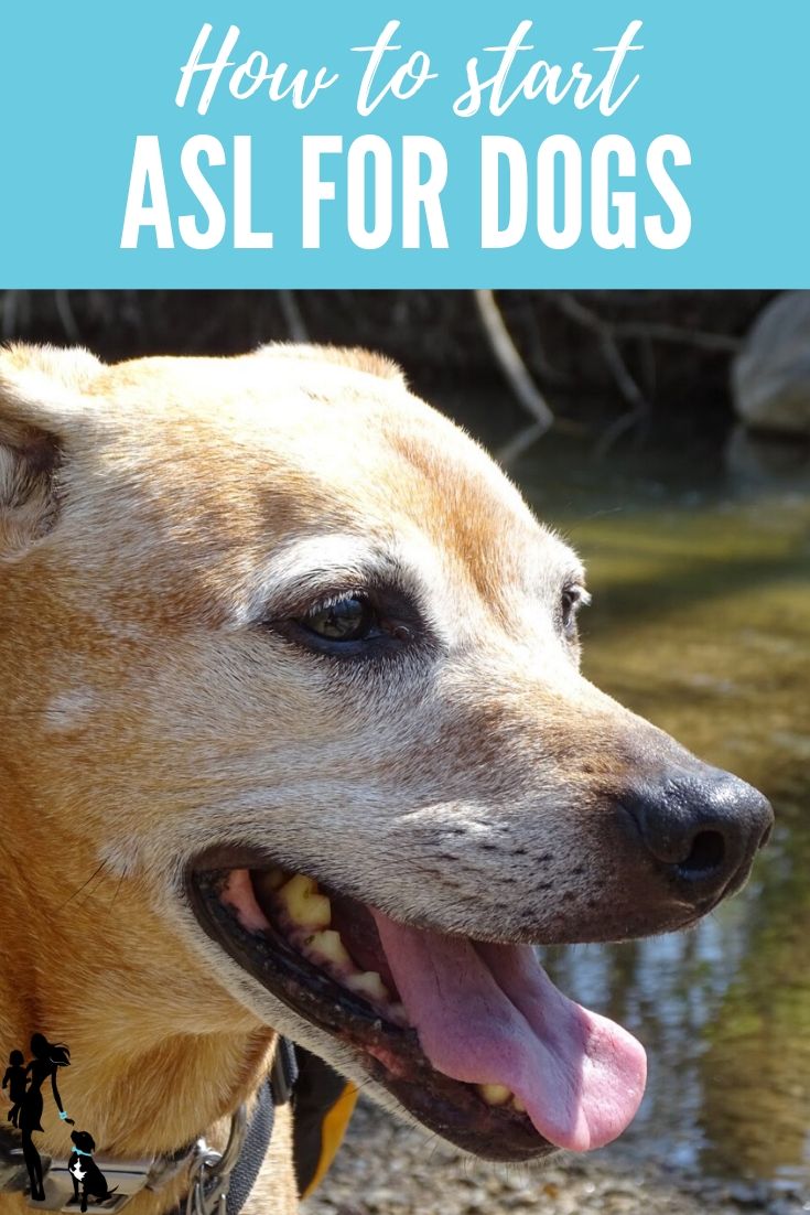 The image shows a close up of a pit bull mix with a gray face. His mouth is open and panting. He appears to be standing in a creek. The text overlay reads: How to start ASL for dogs: Cooper is a hearing dog, but we're starting to teach him ASL signs. Here's why and how we're getting started. 