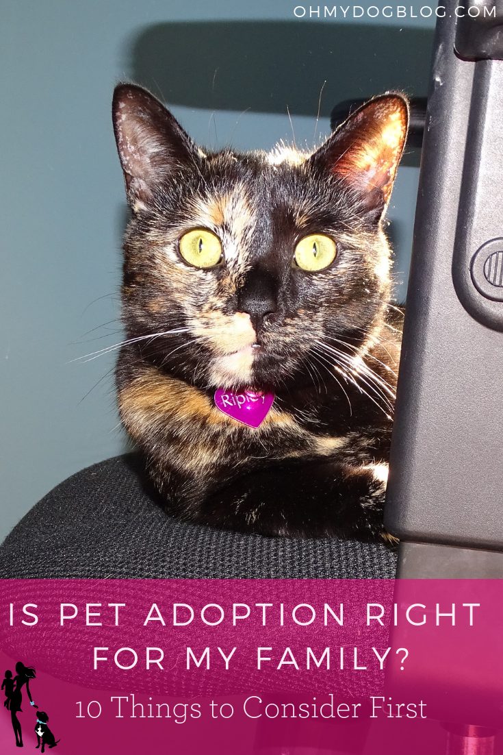 Deciding on a Pet: Is adoption correct for my family?