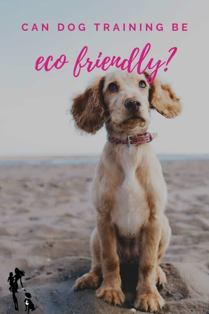 Easy Options for Eco-Nice Canine Teaching