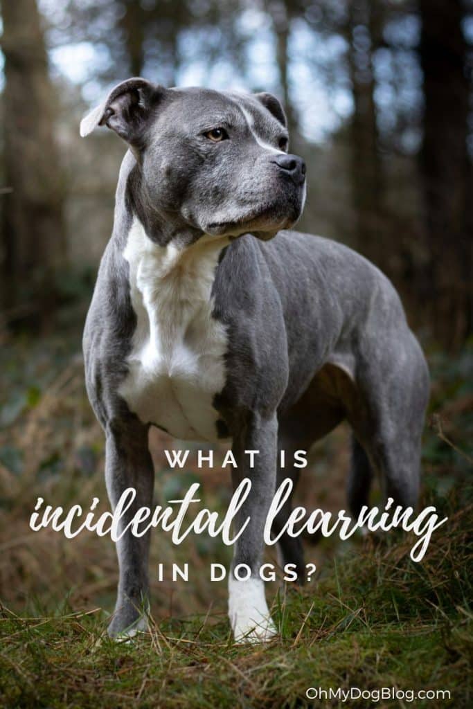 Incidental Learning in Canine – Oh My Canine!