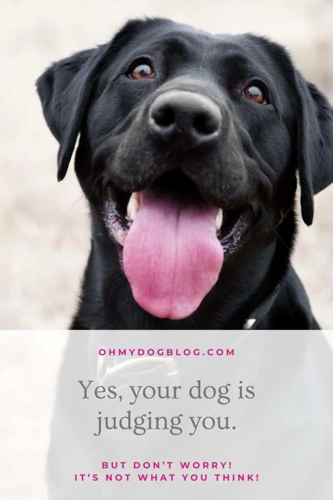 Certain, your canine judges you (Properly, that is… in case your canine is female)